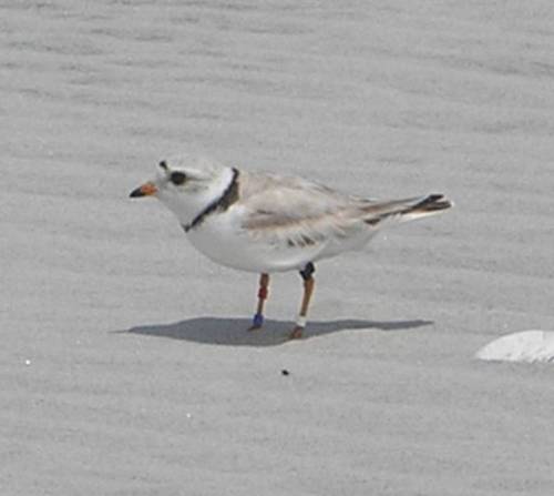 This beautiful gal in known as Bahama Mama (we're a creative group, what can I say!). She was banded in the Bahamas in 2010 and has been seen in the same wintering and breeding spots every year since. We last saw her at North Brigantine in September, so as long as she made it through migration, we should be able to see her by Wednesday afternoon on Grand Bahama. Yahoo!!